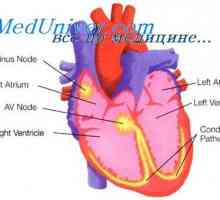 Mimoděložní kardiostimulátory. Fyziologie systém Purkyňova a parasympatické regulace srdce