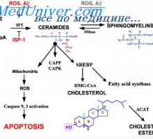 Fosfolipidy a jejich výměna. Fyziologie Cholesterol Education