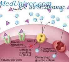 Fyziologie inzulín. Účinky inzulinu na buňky