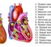 Kombinované (dvuklapannye a tři-ventil), onemocnění srdce, mitrální a aortální vada