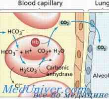 Složení alveolárního vzduchu. zvlhčování dýchacích cest