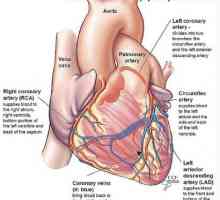 Koronární průtok krve. Fyziologie prokrvení srdce