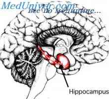 Kortikální oblast končí mozku plodu. fetální hippocampus