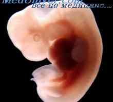 Fetální kůže. embryonální epidermis