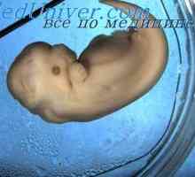 Kožní žlázy embrya. Potních žláz plodu