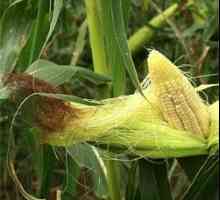 Kukuřice (corn flakes a blizny) zánět slinivky břišní, může být kaše?