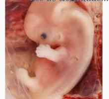 Laboratorní práce v embryologii. Hodnoty laboratorní práce