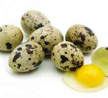Léčba gastritidy syrové křepelčích vajec