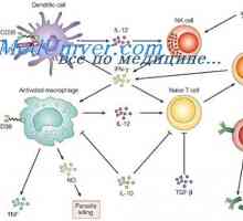 Ligandy receptoru efektorů přirozené imunity. Peptidoglykanu lipopeptidy