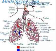 Pohyb vzduchu v plicích. Pleurální a alveolární tlak