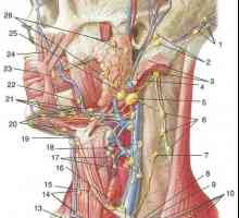 Lymph tvorba hlavy a krku