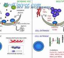 Lymfocytů a monocytů embryí. Fetální makrofágy tkáně