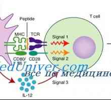 Lymfokinem aktivované zabíječské buňky pro imunizaci. Vliv lymfokiny aktivovaných NK buněk v…