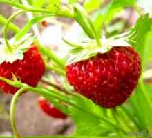 Nejlepší odrůdy rostlin jahody
