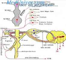 Masivní stimulace sympatického nervového systému. Stimulace parasympatické nervové soustavy