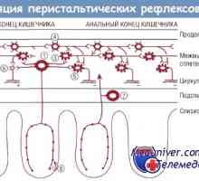 Enterosolventní nervový systém. Intermuscular a submukózní plexus