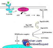 Mechanismus účinku gonadotropinu receptorů. vyčerpání receptory