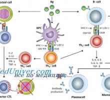 Mechanismy primární imunitní odpovědi u plodu