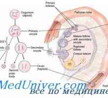 Mechanismy a zpoždění zahájení meiózy v oocytu