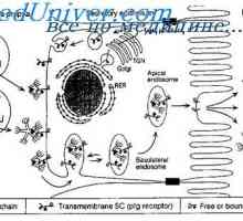 Membránové imunoglobuliny. povrchové protilátky
