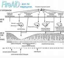 Menstruační cyklus (cyklus matečný louh). Fáze menstruačního cyklu. Menstruační fáze.…