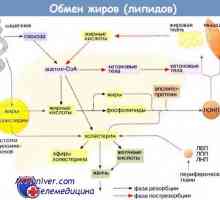 Tuku metabolismus v těle. Transport lipidů
