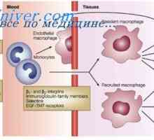 Mullerian vylučovací potrubí. vývoj plodu mužského vzoru