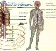 Motor část nervového systému. Integrační funkce nervové soustavy