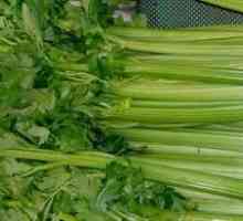 Mohu celer zánět slinivky břišní?