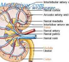 Řízení filtrace v glomerulech. Sledování průtoku krve ledvinami