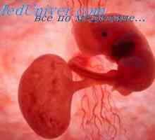 Svaly embrya. Vývoj plodu svalu