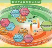 Poruchy metabolismu mastných kyselin a glycerolu