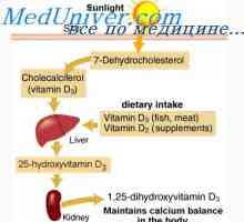 Výměna Vitamin D. Metabolismus cholekalciferolu