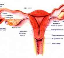 Ženské zevní genitál, struktuře, anatomie