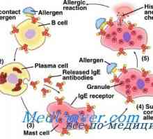 Dědičné příčiny alergií. genetika atopie