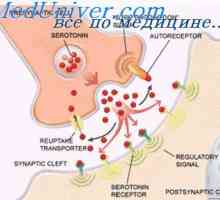 Excitační synapse a inhibiční receptory. synoptické mediátory