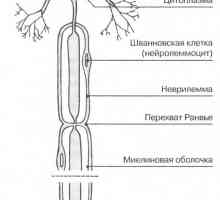 Nervové buňky neurony
