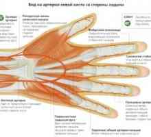 Nervů rukou člověka: léčení, struktury, neuropsychologické testování