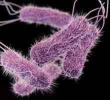 Netifoidnye infekce způsobené salmonelou