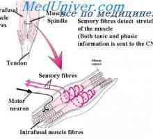 Reakce primárního konce svalové vřetena. Reflex svalové napětí