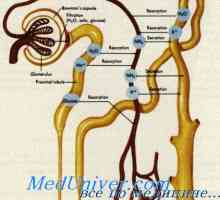 Tegmentální membrána je Cortiho orgán. Inervace vnitřního ucha