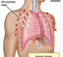 Výměna kyslíku v těle. transport kyslíku z plic do tkání