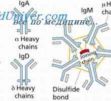 Konformennaya model imunitních komplexů. Interakce protilátek s antigeny