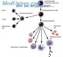 Education lymfocytů prekurzory. Léze kmenových buněk