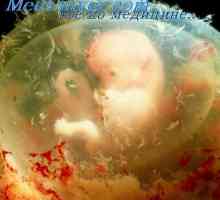 Vzdělávání orální a kloakální otvory embryo. embryo Throat