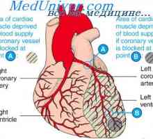 Vzdělávání fetální srdeční smyčky. Fetální vývoj srdce