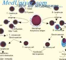 Tvorba T buněk v brzlíku. Pohybující se v brzlíku lymfocyty předchůdce