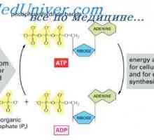 ADP roli při využívání energie. Intenzita metabolismu v buňkách