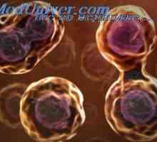 Regulace buněčného dělení. Diferenciace buněk v tkáni