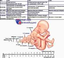 Odhad porodního potratu. Klasifikace plodu retardace růstu